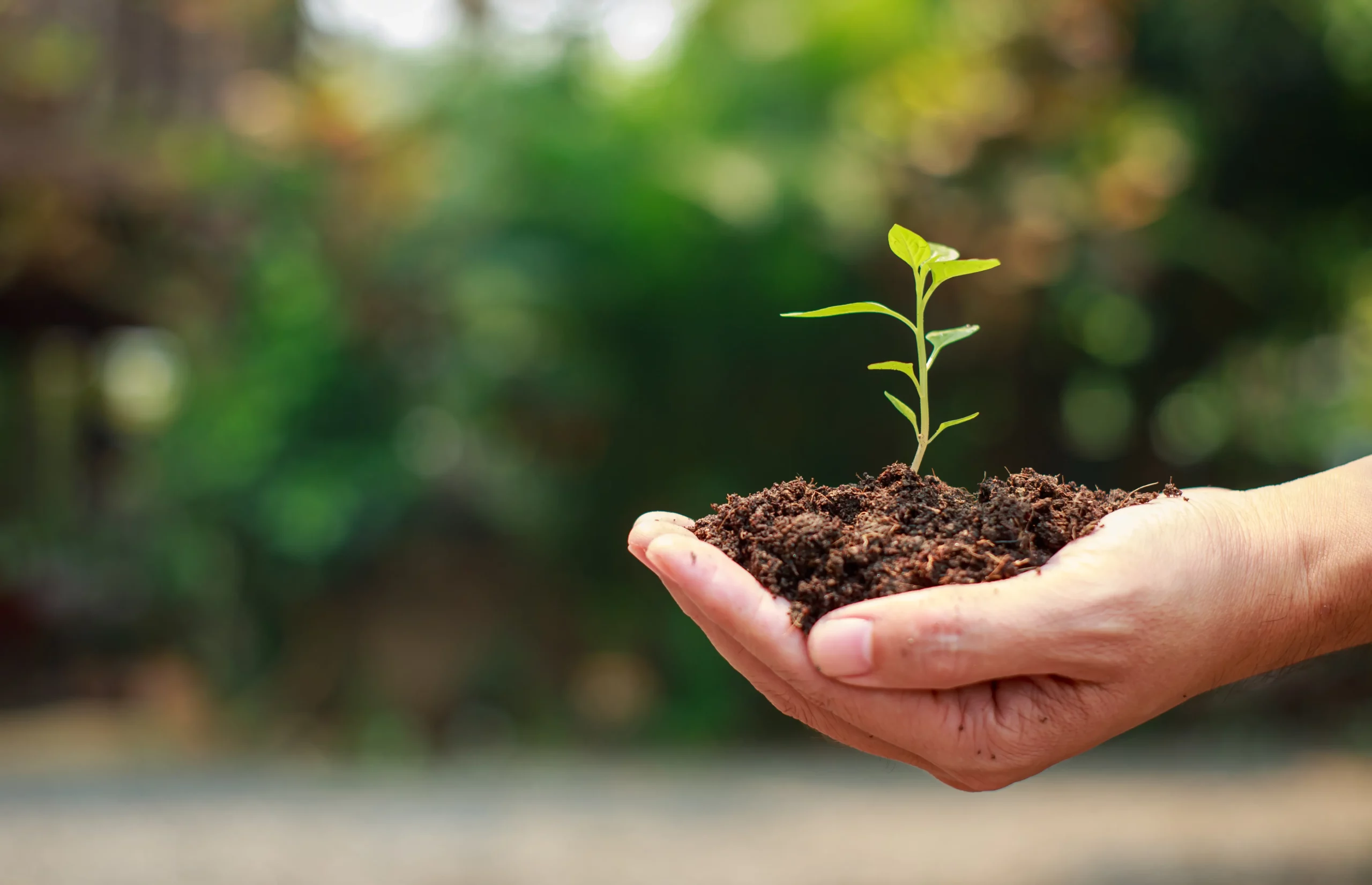 planting a tree